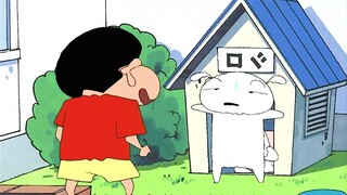 Tôi không ngờ có ngày Tiểu Bạch lại kết hôn. Liệu gia đình Potato có thêm thành viên mới không?