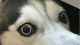 How mean are Huskies?