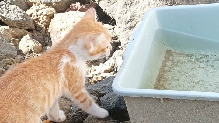 Kucing Kecil Bernama Oyen Minum Lalu Kejebur