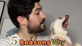 Did any of these surprise you? LearnOnTikTok dogs dogfacts￼