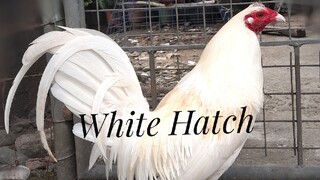 Whitehatch in Action