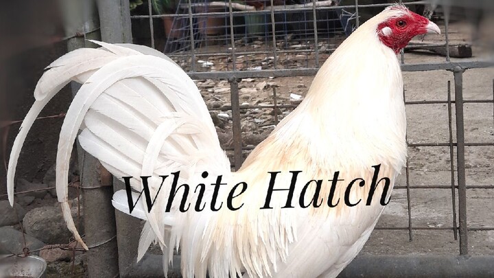 Whitehatch in Action