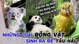 6 Loài Động Vật Sinh Ra Để Tấu Hài Cho Thiên Hạ