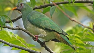 Female JAMBU FRUIT DOVE, Singapore