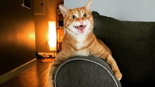 Most DRAMATIC CATS that will make you LAUGH! 😹