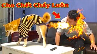 Thú Cưng TV | Ken Trẻ Trâu Bướng Bỉnh #21 | chó Shiba thông minh vui nhộn |Pets funny cute smart dog