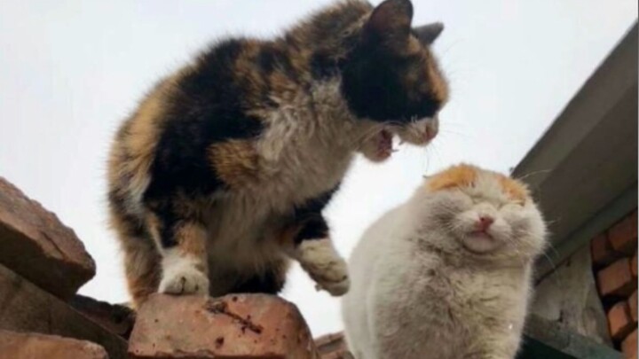 [Động vật]Khoảnh khắc đáng yêu của 2 chú mèo