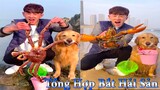 Thú Cưng TV | Dương KC Pets | Gia Đình Gâu Đần #17 | Chó Golden thông minh vui nhộn |funny cute  dog