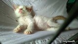 Adorable Kitten Sleeping,, Very Pinchable 😅( Speedy BooBoo )