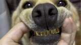 Dog: You know how to lose teeth