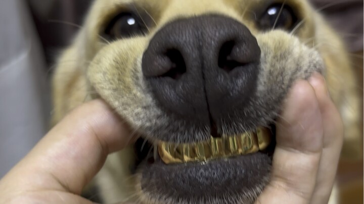 Chó: Bạn biết cách rụng răng