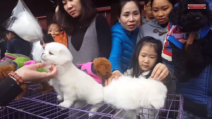 Khám phá chợ bán chó mèo cảnh lớn nhất Việt Nam