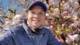 Hoa anh đào nở sớm hy vọng dịch bệnh sớm hết, làm thử giá | Cuộc sống Nhật | ÚT ĐẠT #153