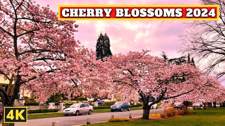CHERRY BLOSSOMS in Everett, Washington 🇺🇸 2024