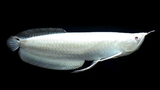 Platinum arwana, ikan hias paling mahal di dunia