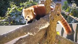 Red Panda Cream looks like washing her face with big tail