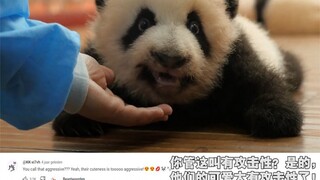 饲养员摸一只有“攻击性”的熊猫，把老外看懵：我已瑟瑟发抖！