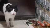 Một chú mèo hoang đã thu hút được vô số người hâm mộ nhờ hành động "ăn trộm xúc xích giăm bông" và c