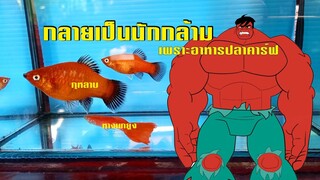 ปลานักกล้าม! Platy Fish So BIG