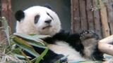 Panda Channel | Panda Hehua: Hope You Have A Nice Day