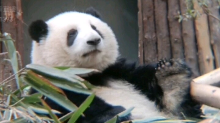 [Panda] Kompilasi Hua Hua yang sedang bermalas-malasan