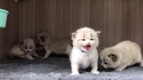 [Cat] Meows of the Ragdoll kittens