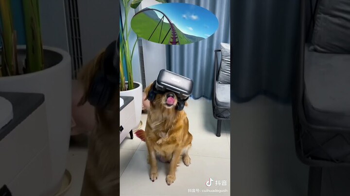 When a dog takes a virtual roller coaster~