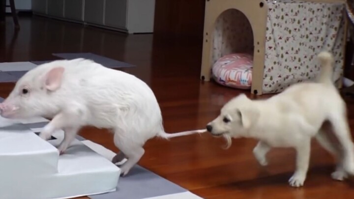 Tender Pig Starts To Fight Back After Being Bullied by Dog for Long.