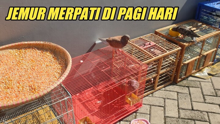 KEGIATAN JEMUR MERPATI, DIGANGGU KUCING?| Dara Manisku