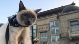 Walking in Wuhan University with a Siamese Cat