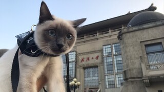 【猫游记】带着暹罗猫去武汉大学