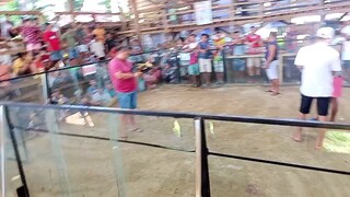 1rst fight win stag talisayin vs alimboygin cock