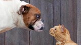Best Funny Cats And Dogs Videos Compilation 2019 Try Not To Laugh | Cute Dogs And Cats