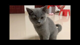 [Động vật]Mèo Anh lông ngắn thật đáng yêu|<Kao Jin Yi Dian Dian>