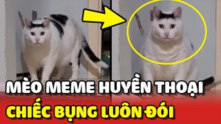 Câu chuyện về chú mèo Meme huyền thoại với chiếc bụng luôn ĐÓI 😂 | Yêu Lu