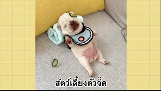 เพื่อนตัวน้อยแสนซน : สัตว์เลี้ยงตัวจิ๊ด