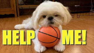 HELP! Borgy the Shih tzu Has An Eye Problem ( Surrender Music Video)