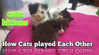 How Cats they played each other.(mix videos)