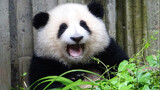 【Panda】Hehua has a terrible face because of bad food