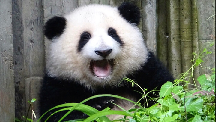 【大熊猫和花】啃到难吃的草，满脸都是苦涩