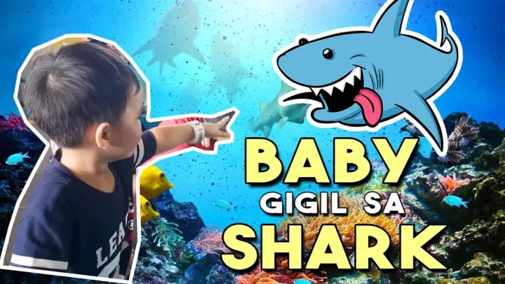 Baby shark live in Manila Ocean Park
