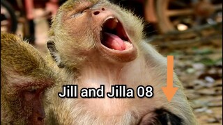 Pitiful Young Monkey Mom Jill For Take Care Her Baby,Jill Very Tired Want To Relax,Jill and Jilla 08