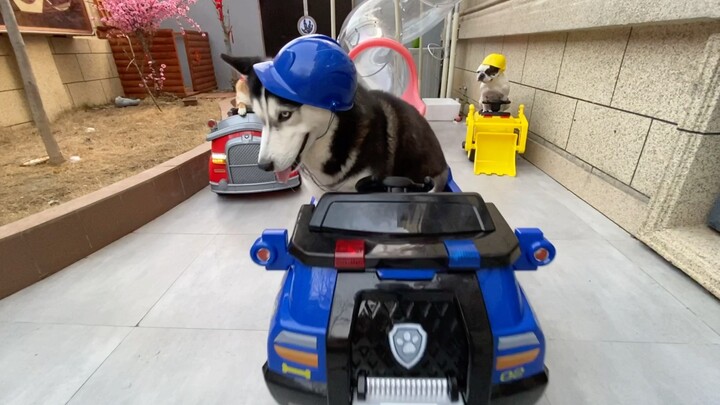 "PAW Patrol" PV Live-Action Version by My Dogs