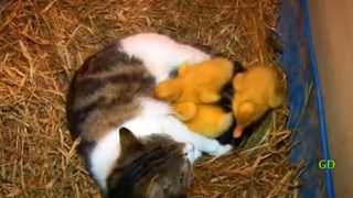 The Cat & The Ducklings (สัตว์คู่คี่)