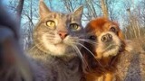 Funny Dogs Videos Try Not To Laugh Clean - Funny Dog And Cat Videos