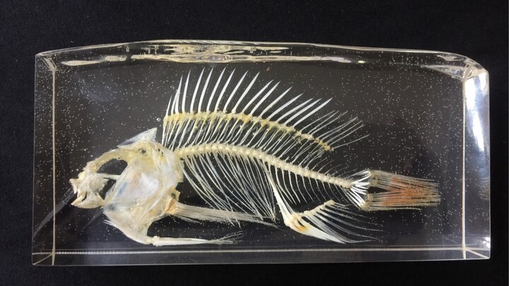 Make Tilapia Bone Specimen