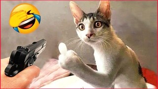 So Funny Animals / Funniest Cats  & Dogs.