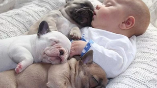 การรวบรวมวิดีโอ French Bulldog และ Baby ความสัมพันธ์ที่น่ารักที่สุด