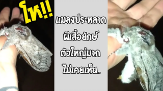 นี่มันแปลกจริง หลายคนอาจไม่เคยเห็น ตัวใหญ่มาก!! รวมคลิปฮาพากย์ไทย