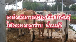 เคล็ดลับการเลือกแม่พันธุ์ที่ดีควรมีลักษณะอย่างไร|Selection of cow breeder@Jewlex ranch|